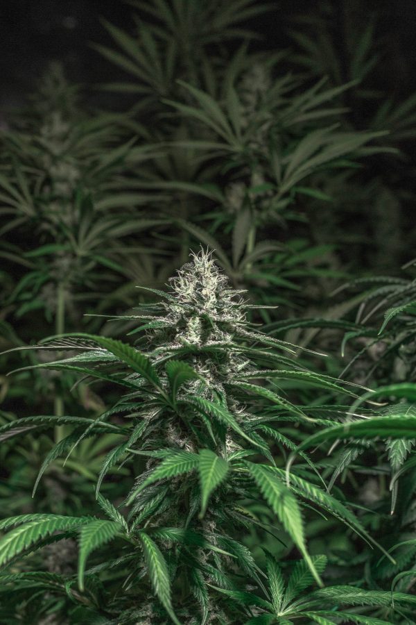 Amnesia X Haze X Lemon - Image 3