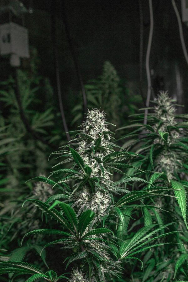 Amnesia X Haze X Lemon - Image 2