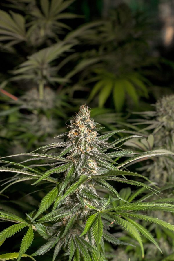 Afghani X NL X Hash Plant - Image 2