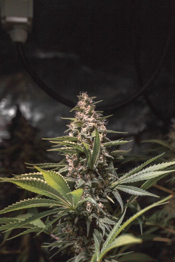 Chocolate Haze X OG Chocolate Thai - Image 2