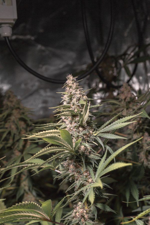 Chocolate Haze X OG Chocolate Thai - Image 3