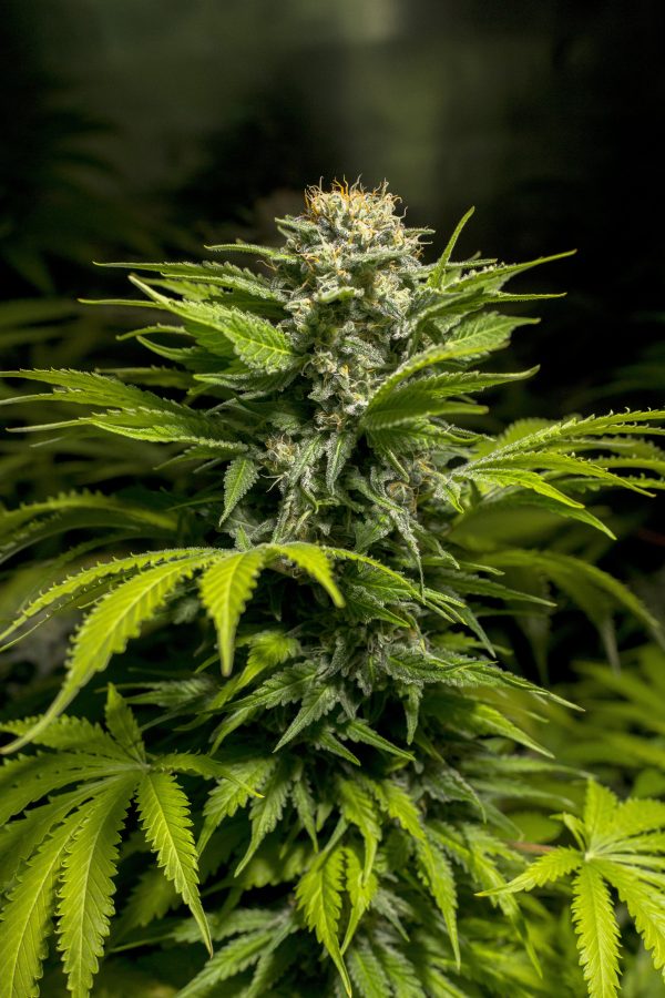 Skunk X NL - Image 3