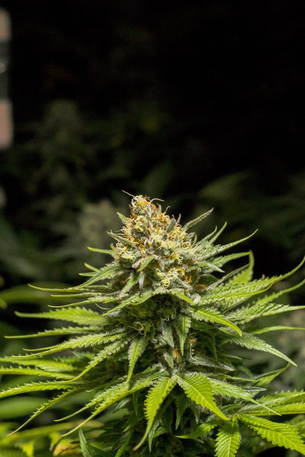 Skunk X NL - Image 2