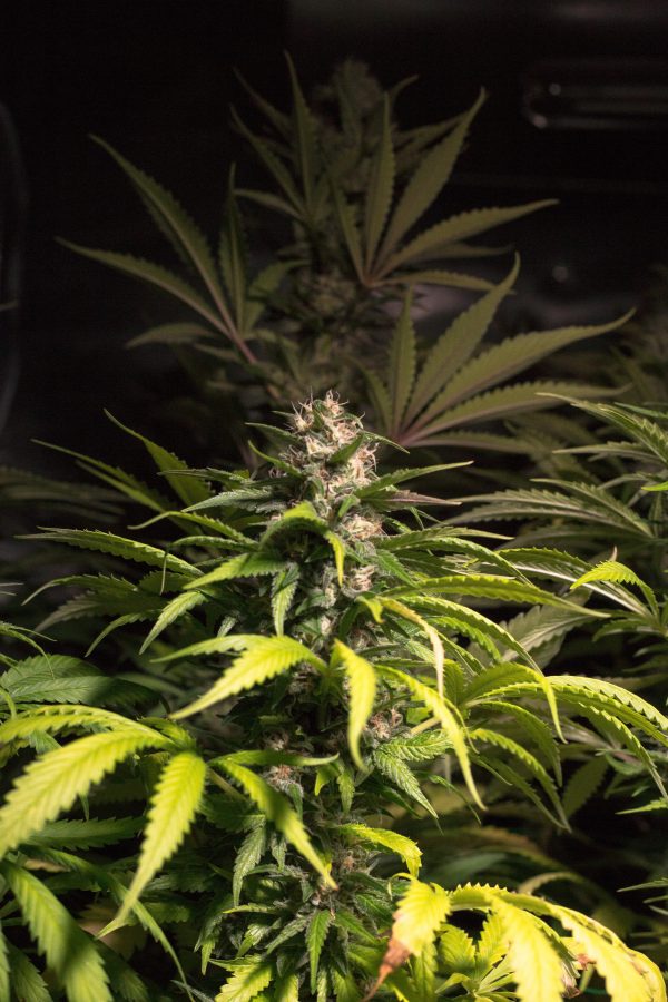 Acapulco X Jack Herrer - Image 2