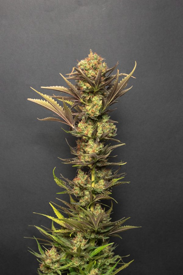 Acapulco X Jack Herrer
