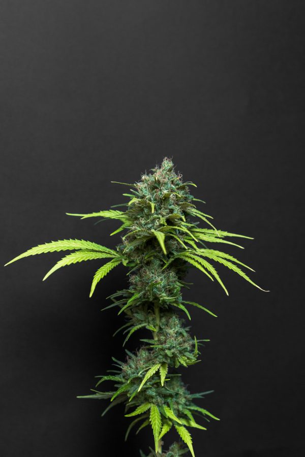 Super Skunk X Haze X NL