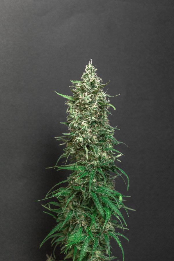 Amnesia X Haze X Lemon