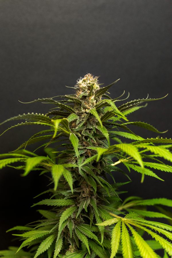 Afghani X NL X Hash Plant