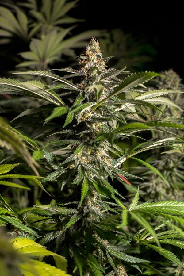 Afghani X NL X Hash Plant - Image 3