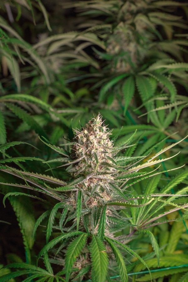 Cinderela 99 X Blue Berry - Image 3