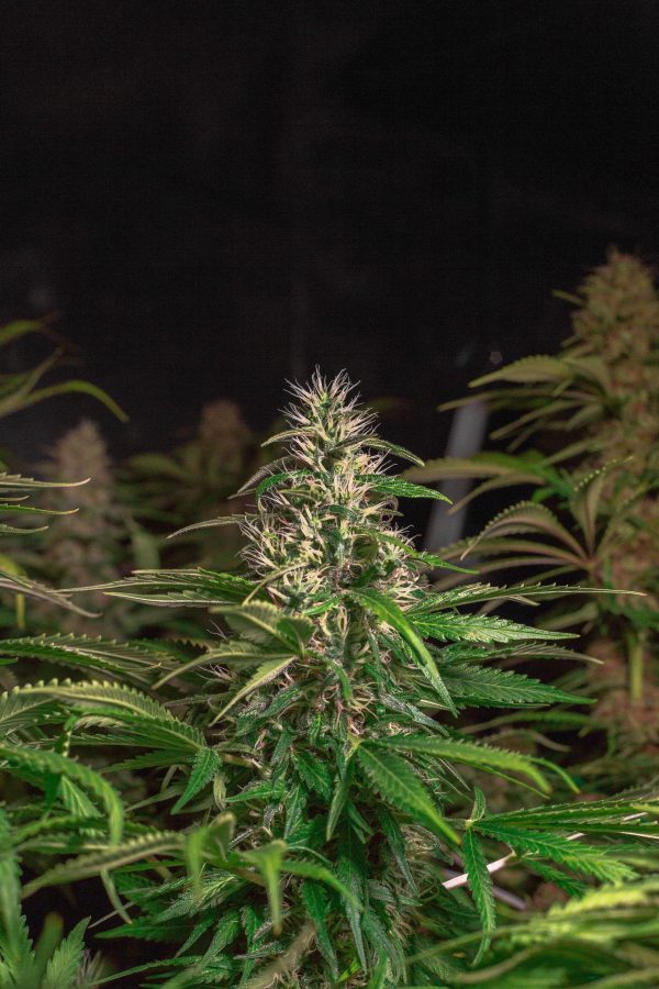 Cinderela 99 X Blue Berry - Image 2