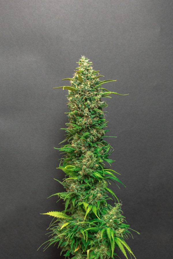 Cinderella 99 X Blue Berry