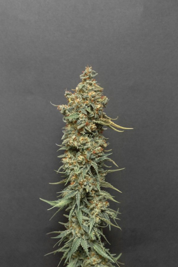 Chocolate Haze X OG Chocolate Thai