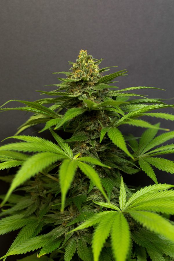 Skunk X NL