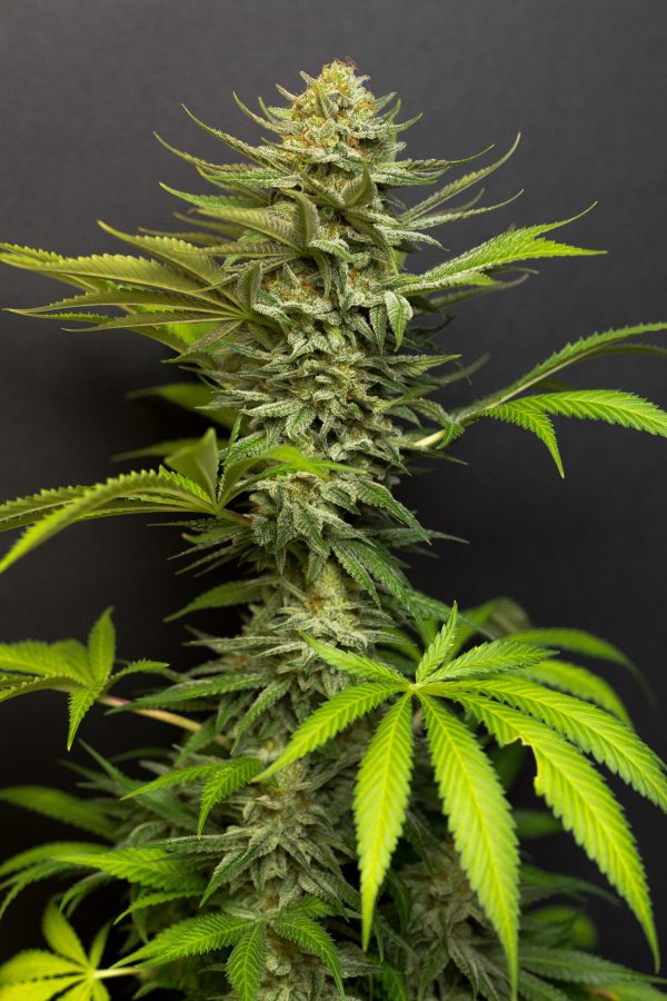 Durban Poison X OG Kush