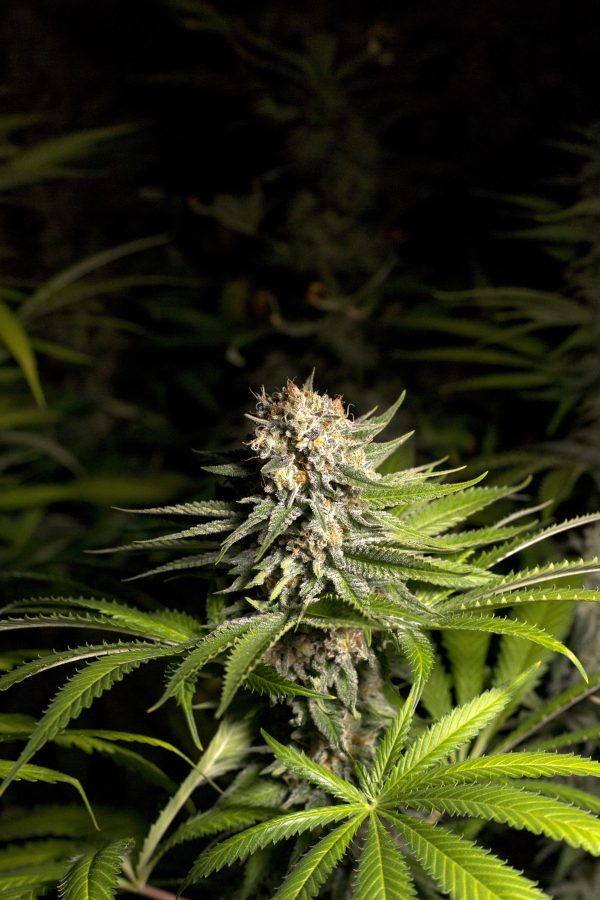 Durban Poison X OG Kush - Image 2