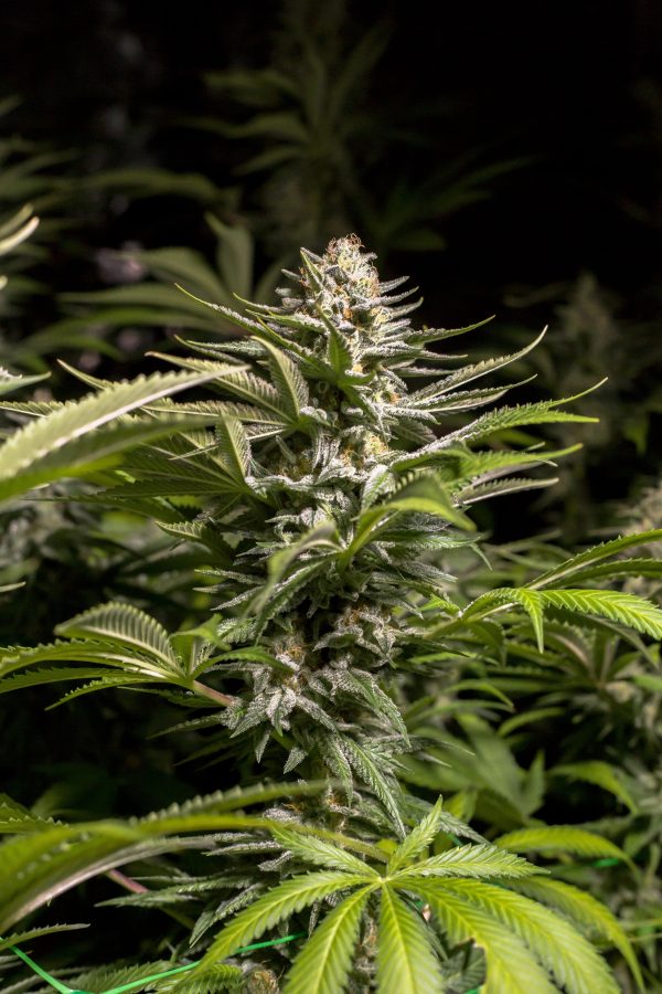 Durban Poison X OG Kush - Image 3