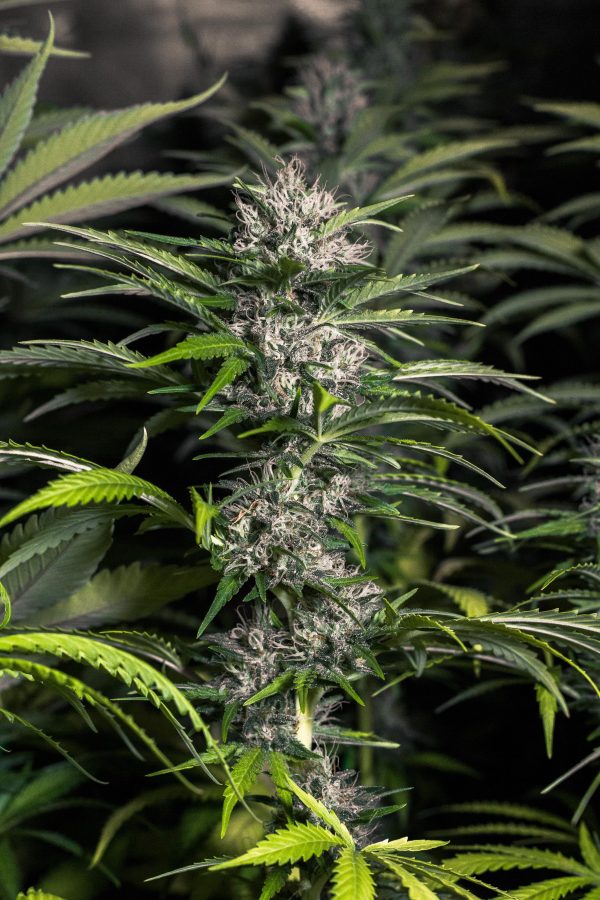 Super Skunk X Haze X NL - Image 2