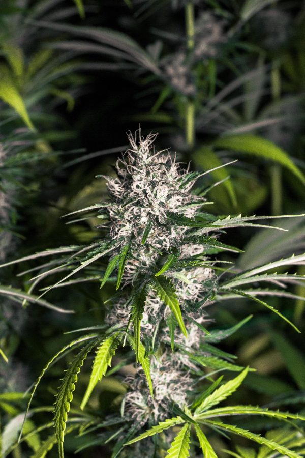 Super Skunk X Haze X NL - Image 3