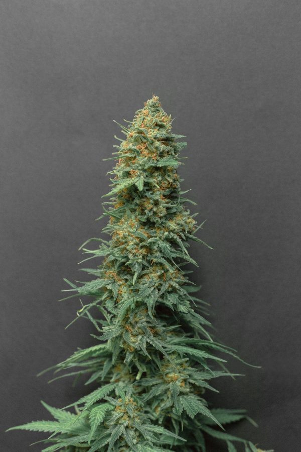 White Widow X OG KushRudekla
