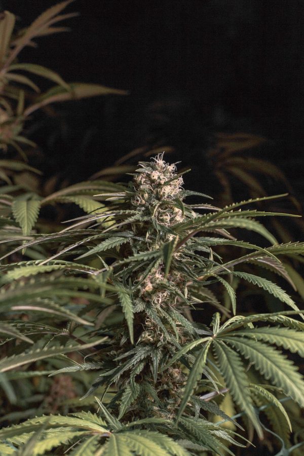 White Widow X OG KushRudekla - Image 2
