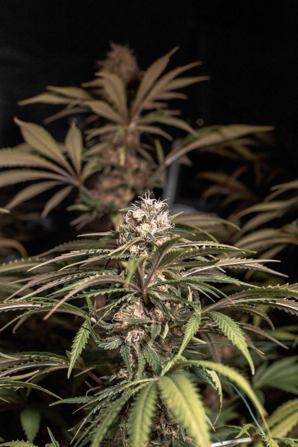 White Widow X OG KushRudekla - Image 3